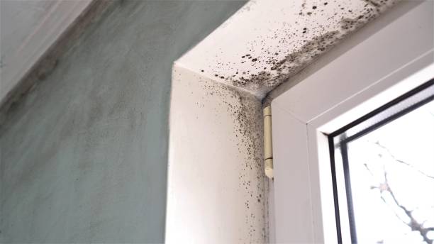 Best Mold Damage Repair  in Cairo, GA