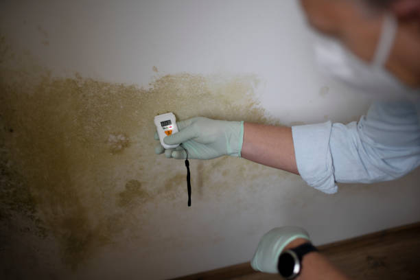 Best Toxic Mold Removal  in Cairo, GA