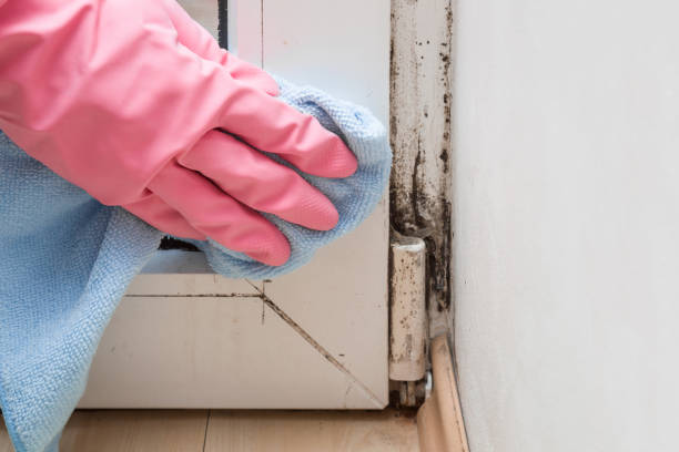 Best Attic Mold Removal  in Cairo, GA